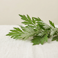 Mugwort